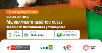 Curso online gratis  "Mejoramiento genético cuyes, Módulo 2: Cruzamientos" de Agro rural