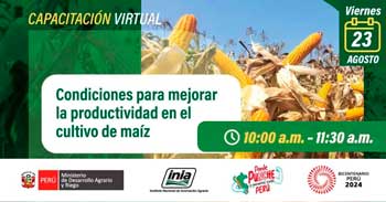 Capacitación online "Condiciones para mejorar la productividad en el cultivo de maíz" del INIA