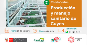 Charla online "Producción y manejo sanitario de Cuyes" de Agro Rural