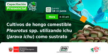 Capacitación presencial Cultivo de hongo comestible Pleurotus spp. utilizando ichu (Jarava ichu) como sustrato