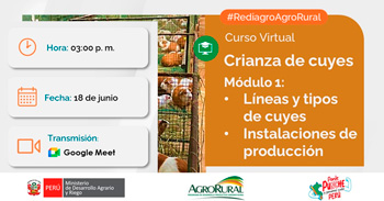 Charla online gratis "Crianza de cuyes: Líneas y tipos de cuyes e Instalaciones de producción " de Agro Rural