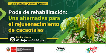  Curso online "Poda de rehabilitación: Una alternativa para el rejuvenecimiento de cacaotales" del INIA