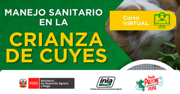 Curso online "Manejo Sanitario en la Crianza de Cuyes" del INIA