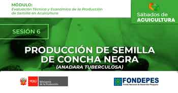 Curso online gratis"Producción de Semilla de Concha Negra (Anadara tuberculosa)"  del FONDEPES