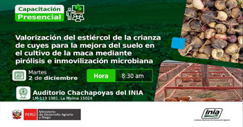 Capacitación presencial Valoración de estiércol de crianza de cuyes para la mejora del suelo en el cultivo de la maca 