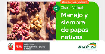 Charla online gratis "Manejo y siembra de papas nativas" de Agro Rural