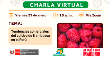 Charla online gratis "Tendencias comerciales del cultivo de frambuesa en el Perú" de Rediagro Ica