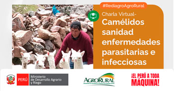  Charla online gratis "Camélidos sanidad enfermedades parasitarias e infecciosas" de Agro Rural