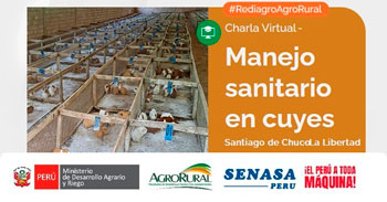 Charla online gratis "Manejo sanitario en cuyes" de Agro Rural