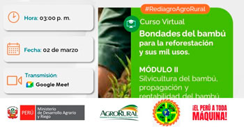 Curso online gratis "Bondades del bambú para la reforestación y sus mil usos MÓDULO II: Silvicultura"  