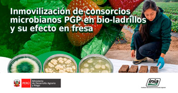 Capacitación online "Inmovilización de consorcios microbianos PGP en bio-ladrillos y su efecto en fresa"