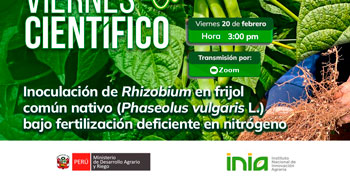 Capacitación online Inoculación de Rhizobium en frijol común nativo bajo fertilización deficiente en nitrógeno