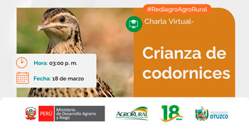 Charla online gratis "Crianza de codornices" de Agro Rural