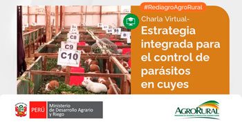 Charla online gratis "Estrategia integrada para el control de parásitos en cuyes" de Agro Rural