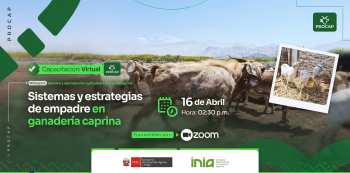 Capacitación virtual - "Sistemas y estrategias de empadre en ganadería caprina" INIA-Procap