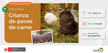  Charla virtual - "Crianza de pavos de carne" Agro Rural 