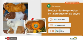 Charla online- "Mejoramiento genético en la producción de cuyes" Agro Rural (MIDAGRI)