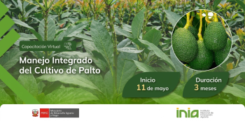  Curso virtual - "Manejo Integrado del Cultivo de Palto" INIA